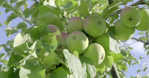 Apples on an apple tree Stock Footage 246694867