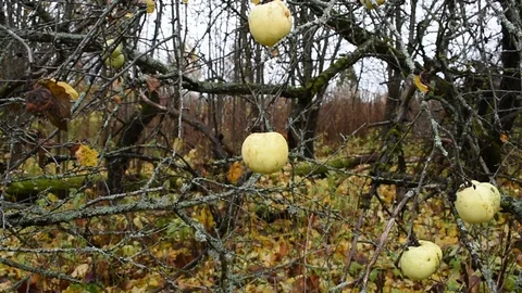 Apples on an apple tree in an old garden Stock Footage 117898951