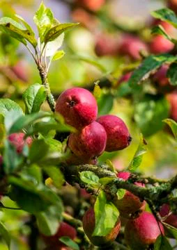 Apples on the apple tree Stock Photos