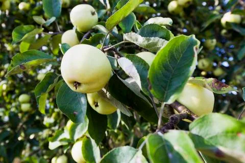 Apples on an apple tree Stock Photos