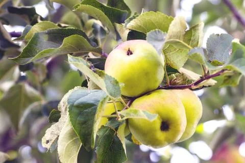 Apples on an apple tree Stock Photos