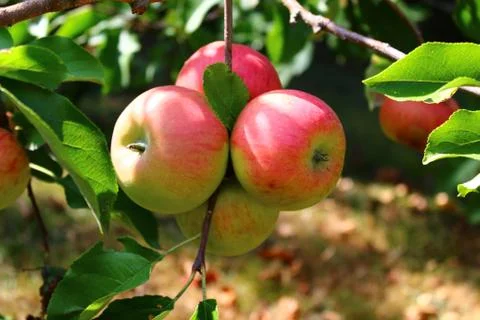 Apples on a apple tree Stock Photos