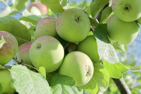 Apples on an apple tree Stock Photos