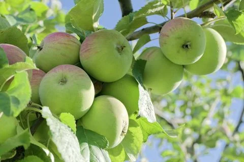 Apples on an apple tree Stock Photos