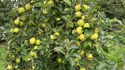 Apples on a Apple Tree Photos