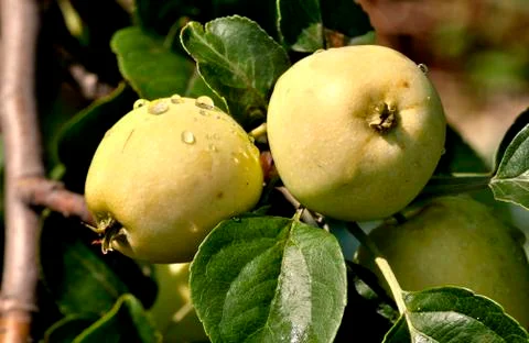 Apples on an Apple tree with rain drops Stock Photos
