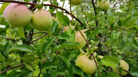 Apples on an apple tree in the rain Stock Footage 342869390