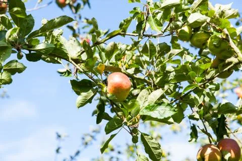 Apples in an apple tree in summer Stock Photos