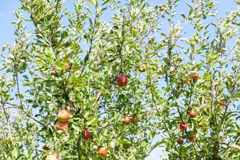 Apples in an apple tree in summer Foto stock