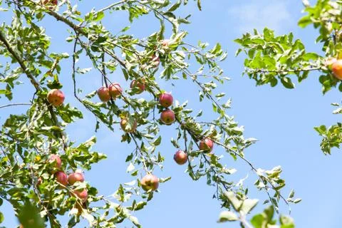 Apples in an apple tree in summer Stock Photos