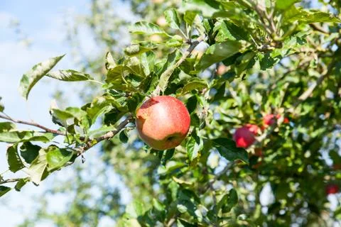 Apples in an apple tree in summer Stock Photos