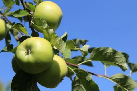 Apples on a apple tree in the summer Stock Photos