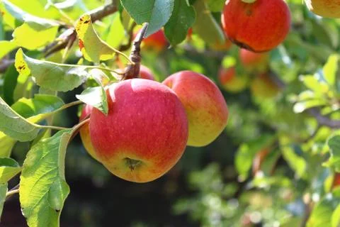 Apples on a apple tree in the summer Foto stock