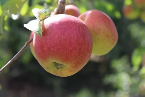 Apples on a apple tree in the summer Foto stock