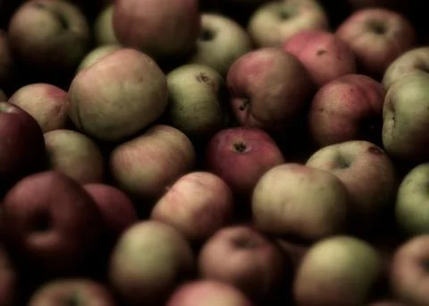 Apples, Apples, Apples! Stock Photos