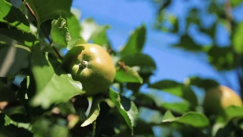 Apples on appletree, closeup Stock Footage 78483260