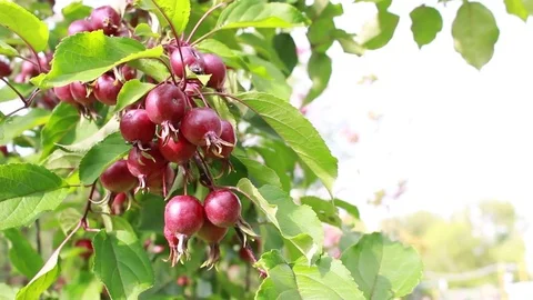 Apples are early, late summer, early autumn, harvest time. Stock Footage 80005409