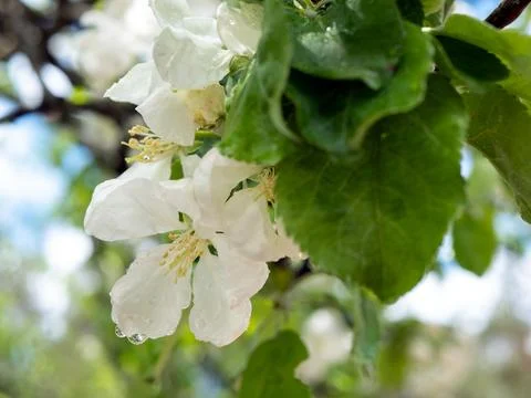 Apples are in full bloom with raindrops. Blooming season Stock Photos