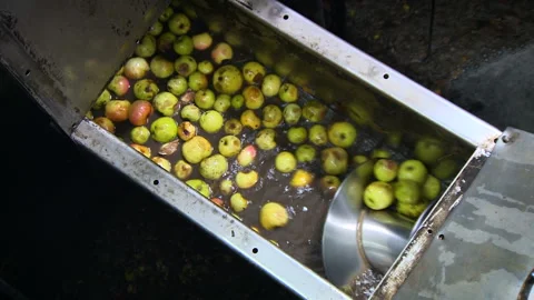 Apples are moving in the direction of movement of the conveyor. Sink for apples Stock Footage 153924908
