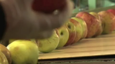 Apples are processed in a factory 스톡 동영상 12228117