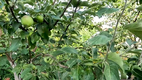 The apples are still green on the tree branch. Vídeos de archivo 279077004