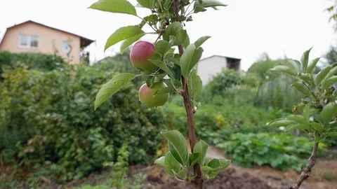The apples are swaying in the wind in the rain Stock Footage 112952405