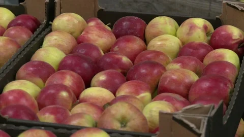 Apples are very useful because they contain lots of vitamins Stock Footage 129132742