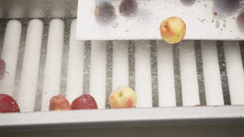 Apples are washed in slow motion as they enter sorting line at orchard Stock Footage 124327495