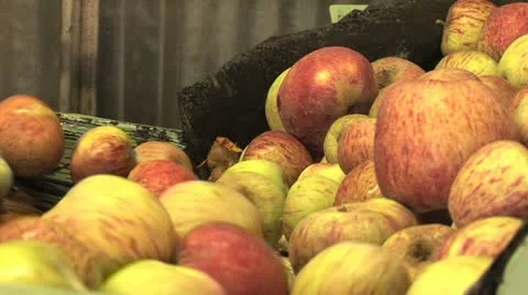 Apples in an automated processing plant. 스톡 동영상 12227978