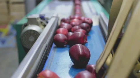 Apples on an automatic line at the factory Stock Footage 204892939