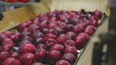 Apples on an automatic line at the factory Stock Footage 207734980