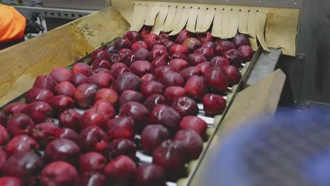 Apples on an automatic line at the factory Stock-Footage 208922577