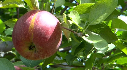 Apples of Autumn 1 Stock Footage 36554236