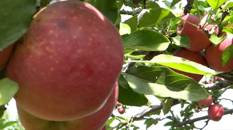 Apples of Autumn 2 Stock Footage 36554234