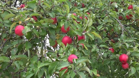 Apples in Autumn 2 動画素材 95117362