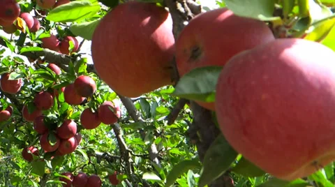 Apples of Autumn 3 Stock Footage 36554235