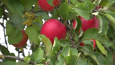 Apples in Autumn 動画素材 95117364