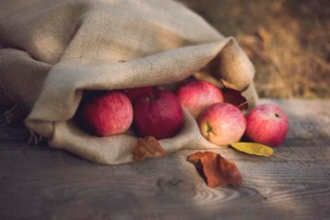 Apples in the bag Photos