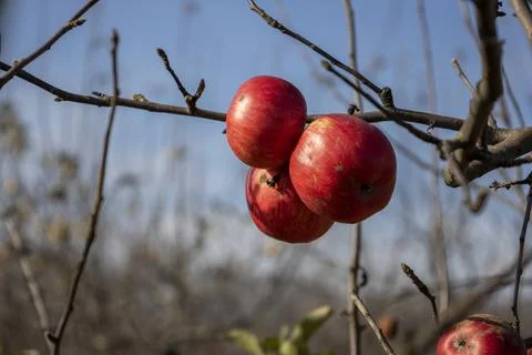 Apples on a bare tree branch Stock Photos