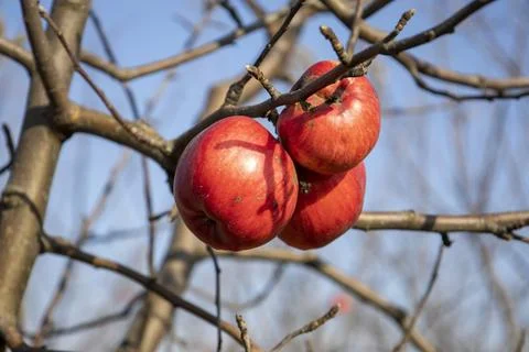 Apples on a bare tree branch Stock Photos