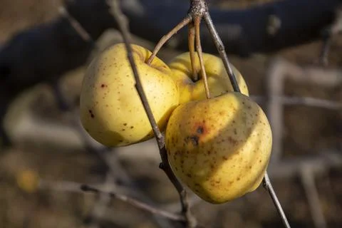 Apples on a bare tree branch Stock Photos