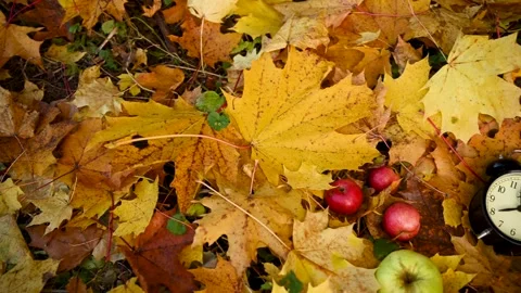 Apples on the basket and alarm clock on colorful maple leaves on the ground Stock Footage 169259053