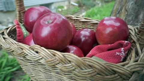 Apples in a Basket Stock-Footage 137428954