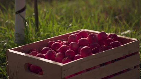 Apples in a Basket Stock Footage 265504453