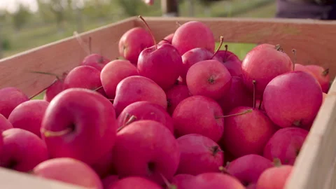 Apples in a Basket Stock Footage 265504454