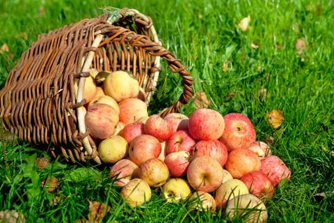 Apples in a basket Stock Photos