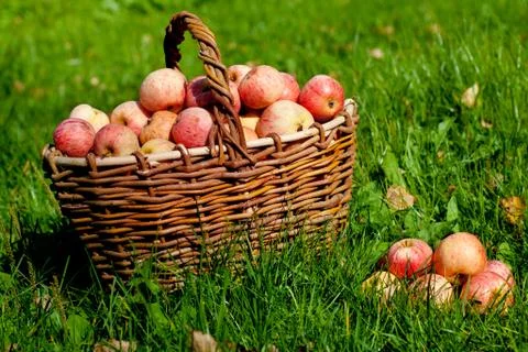 Apples in a basket Stock Photos