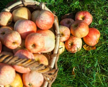 Apples in a basket Foto stock