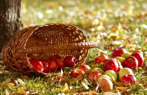 Apples with basket Stock Photos
