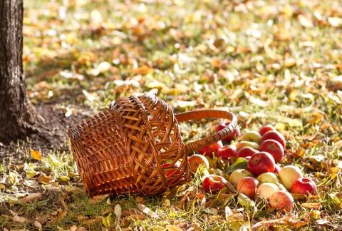 Apples with basket Stock Photos